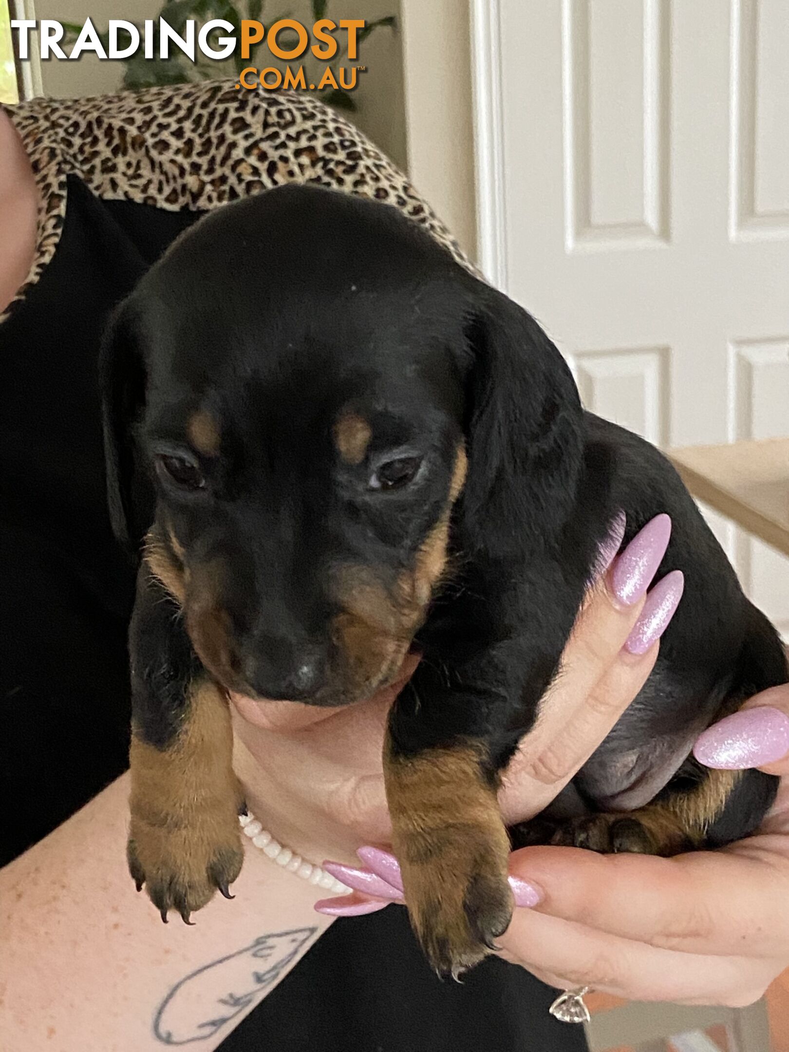 Adorable Pure Bred Dachshund Puppies