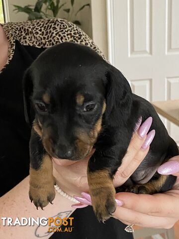 Adorable Pure Bred Dachshund Puppies