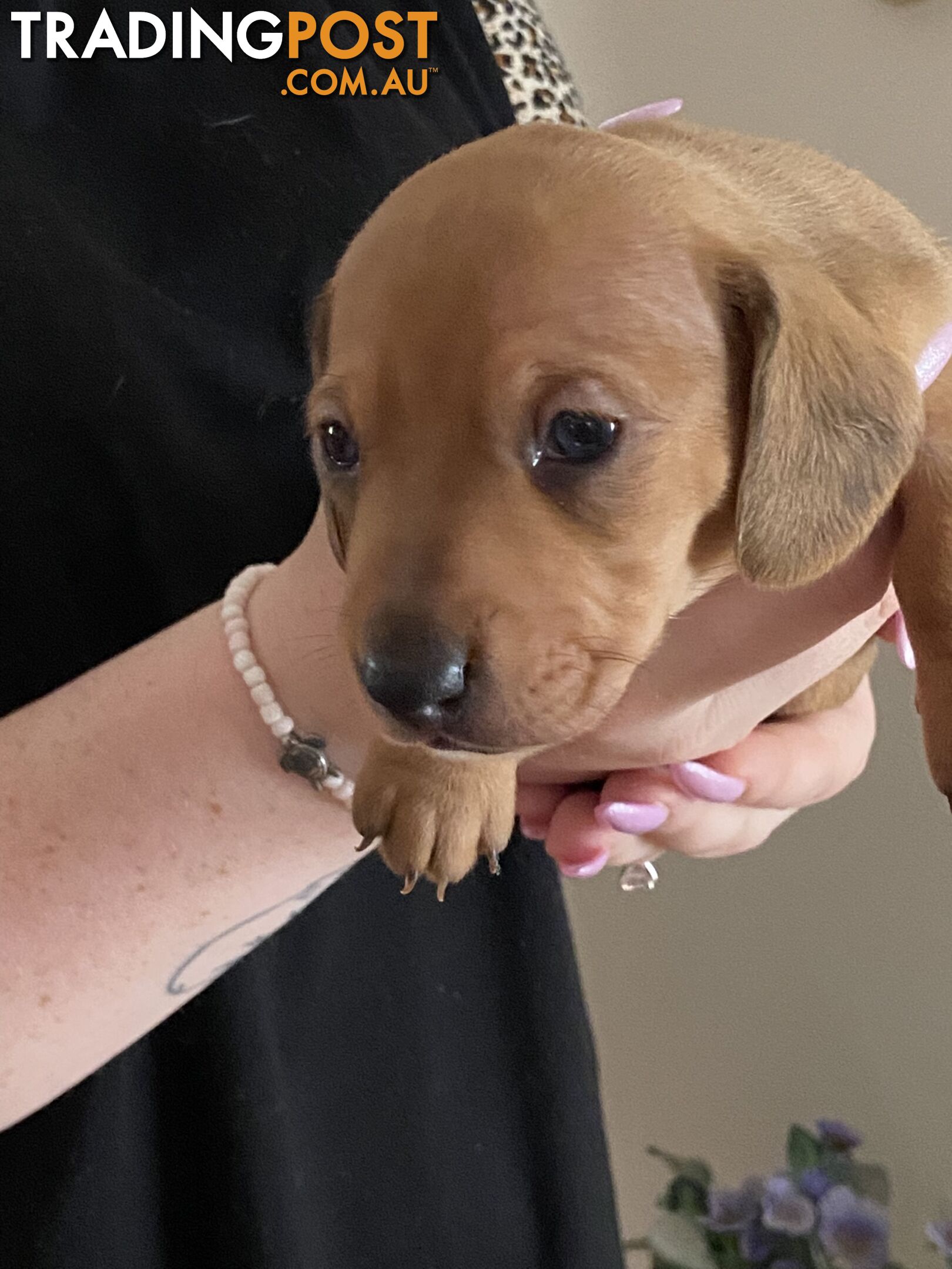 Adorable Pure Bred Dachshund Puppies