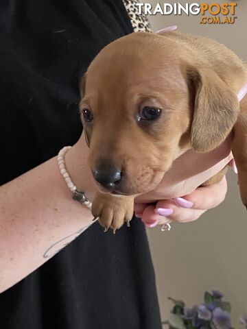 Adorable Pure Bred Dachshund Puppies