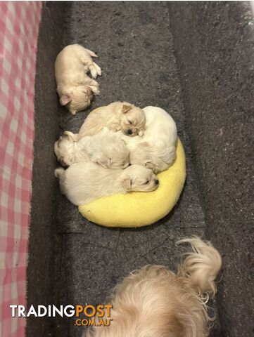 Adorable Maltese Shitzu puppies
