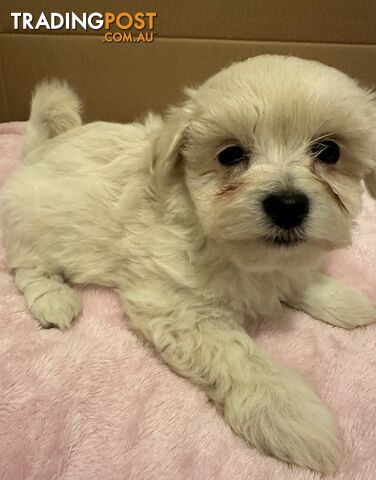 Maltese Shitzu puppies