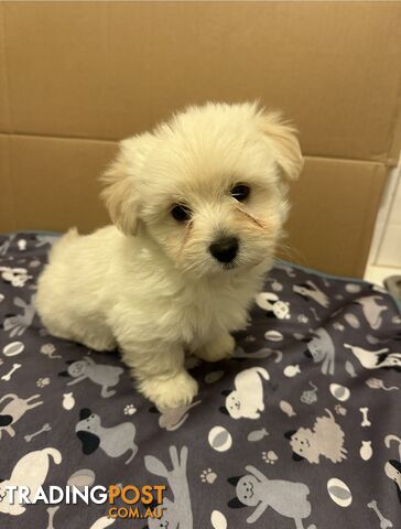 Maltese Shitzu puppies