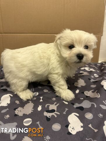 Maltese Shitzu puppies