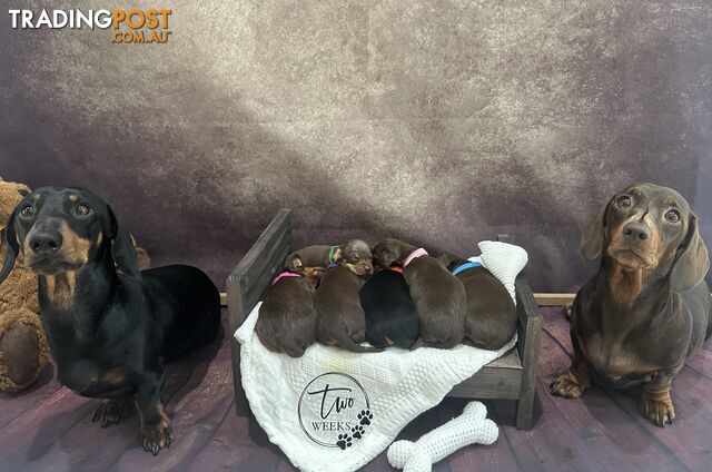 Purebred Miniature Dachshund Puppies