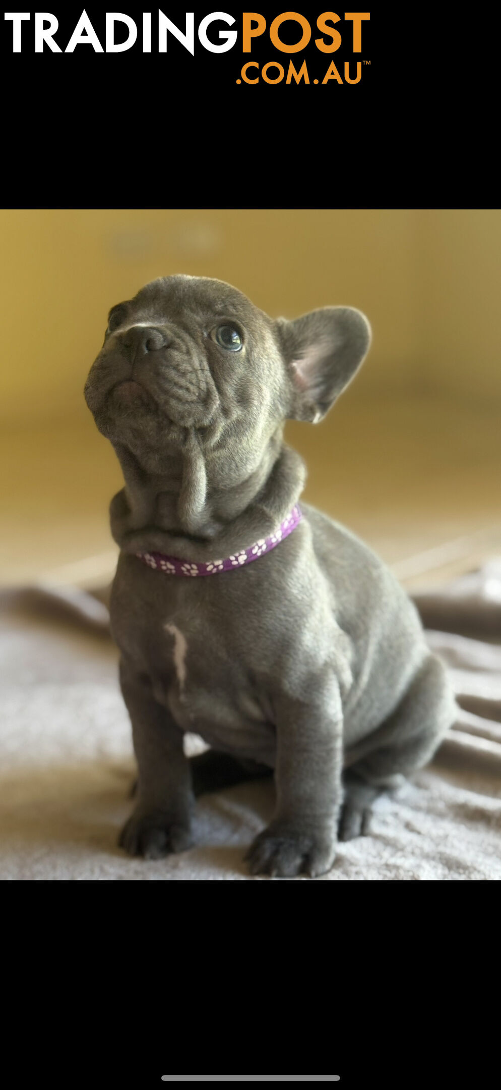 Purebred French bulldog puppies