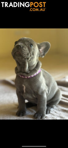 Purebred French bulldog puppies