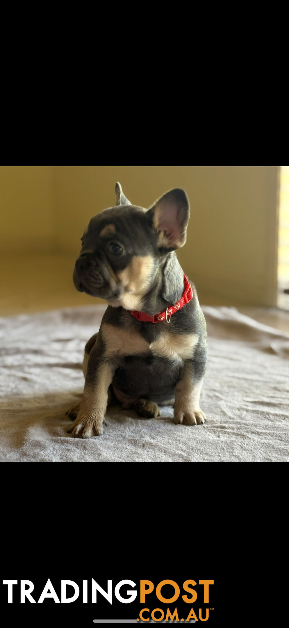 Purebred French bulldog puppies