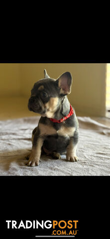 Purebred French bulldog puppies