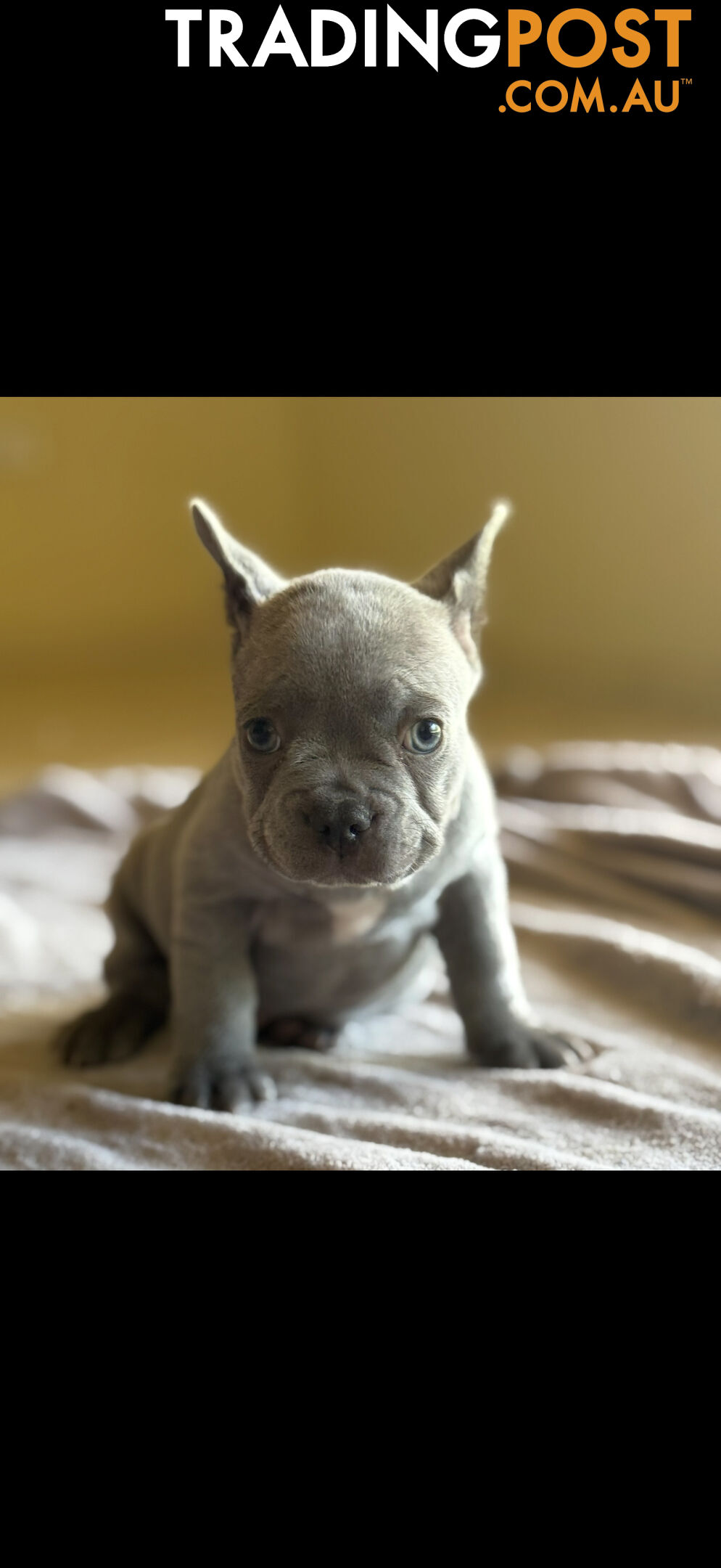 Purebred French bulldog puppies