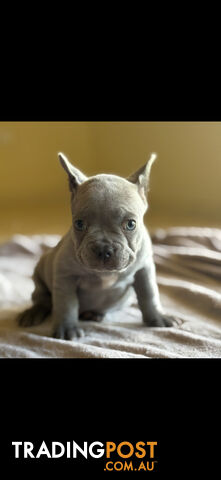 Purebred French bulldog puppies