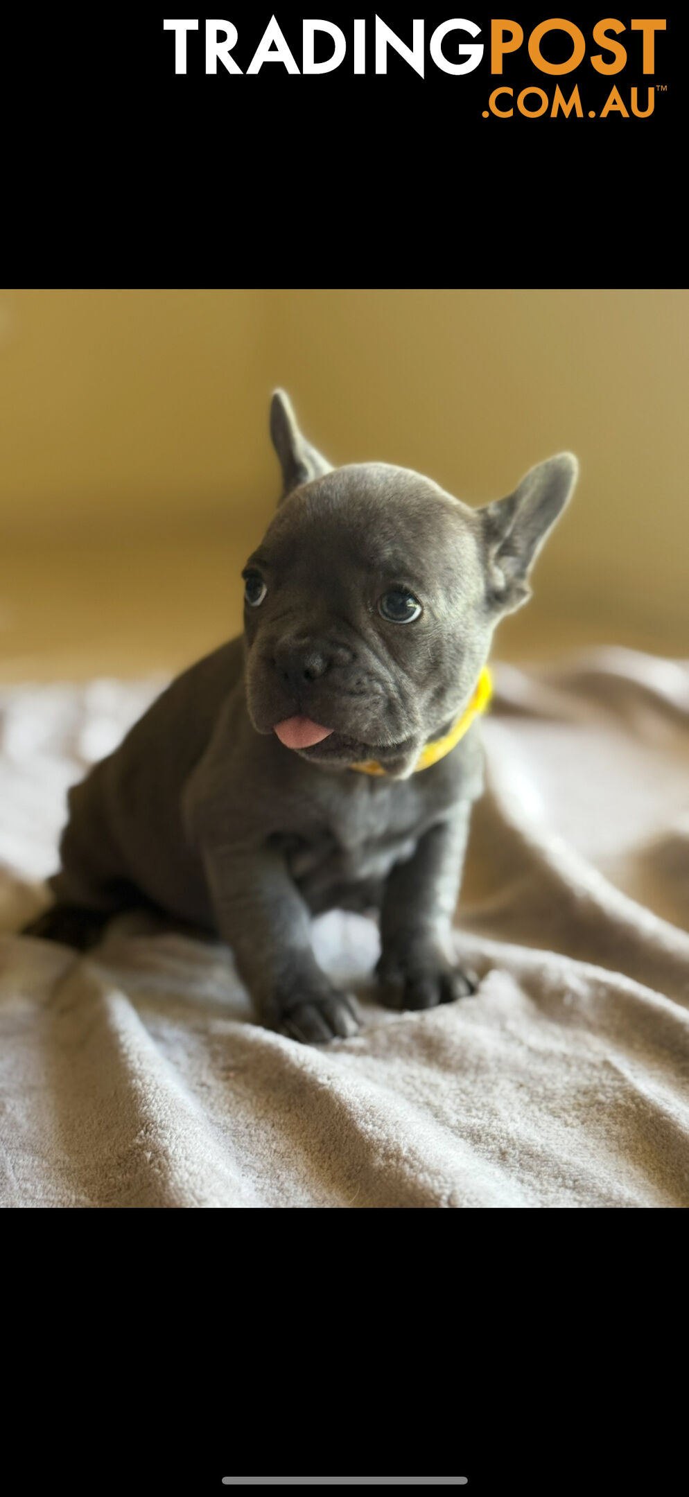 Purebred French bulldog puppies