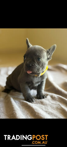 Purebred French bulldog puppies