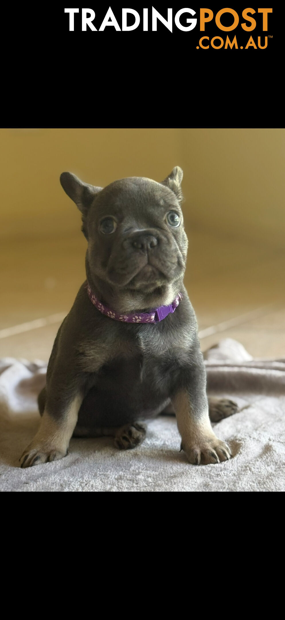 Purebred French bulldog puppies