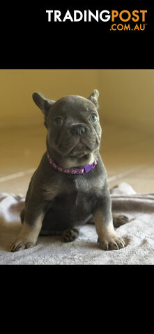 Purebred French bulldog puppies