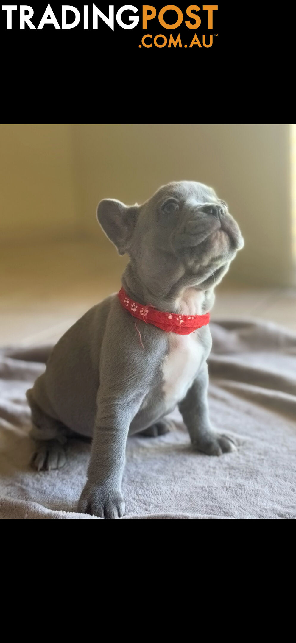 Purebred French bulldog puppies