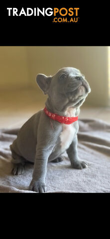 Purebred French bulldog puppies