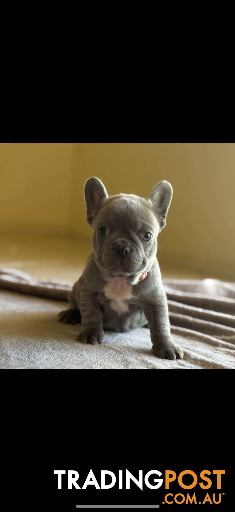 Purebred French bulldog puppies