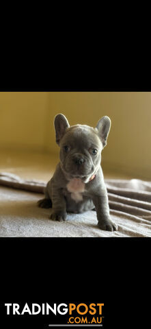 Purebred French bulldog puppies