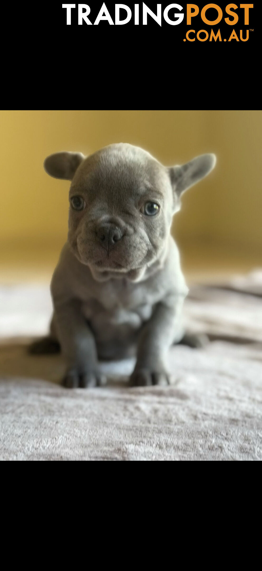 Purebred French bulldog puppies