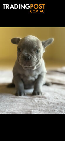 Purebred French bulldog puppies