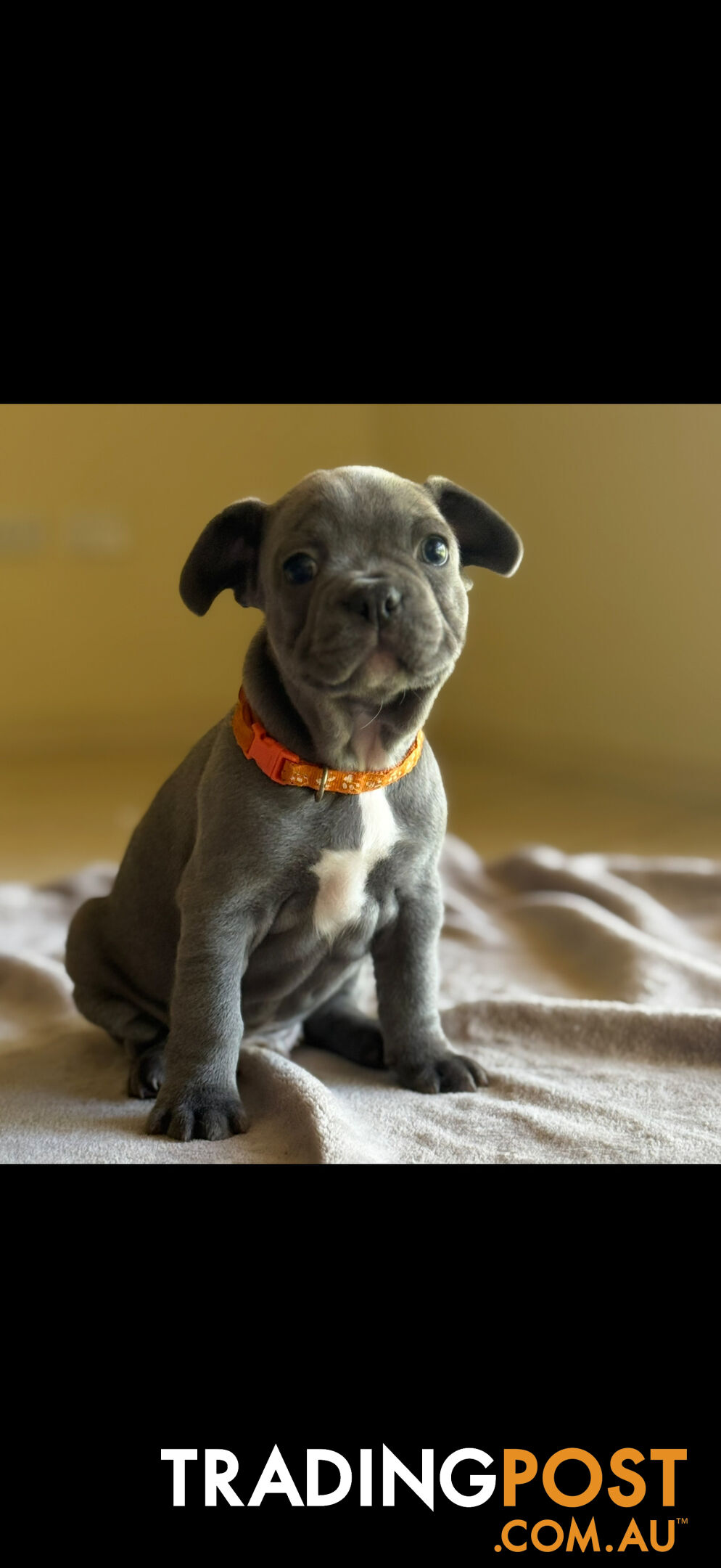 Purebred French bulldog puppies