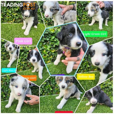 Beautiful Border Collie Puppies - Premium Colours - Cairns
