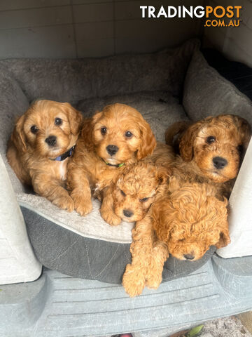 * READY NOW - 2 left * Cavoodle Puppies