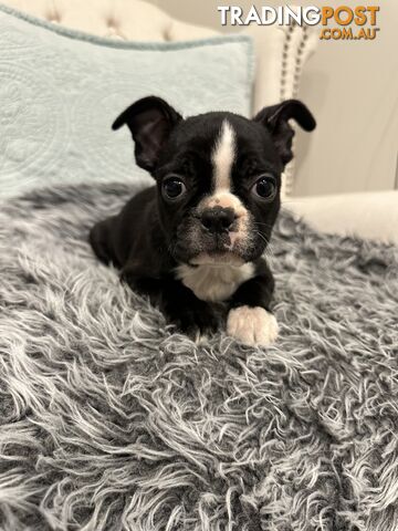 Boston Terrier Pure Bred Male Pup PEDIGREE WITH PAPERS