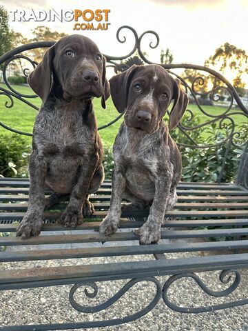 GSP German Shorthaired Pointer Female pups Pure Bred