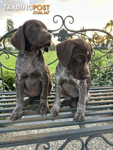 GSP German Shorthaired Pointer Female pups Pure Bred