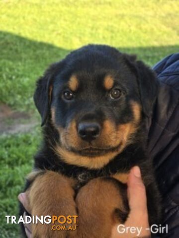 Purebred German Rottweiler Puppies