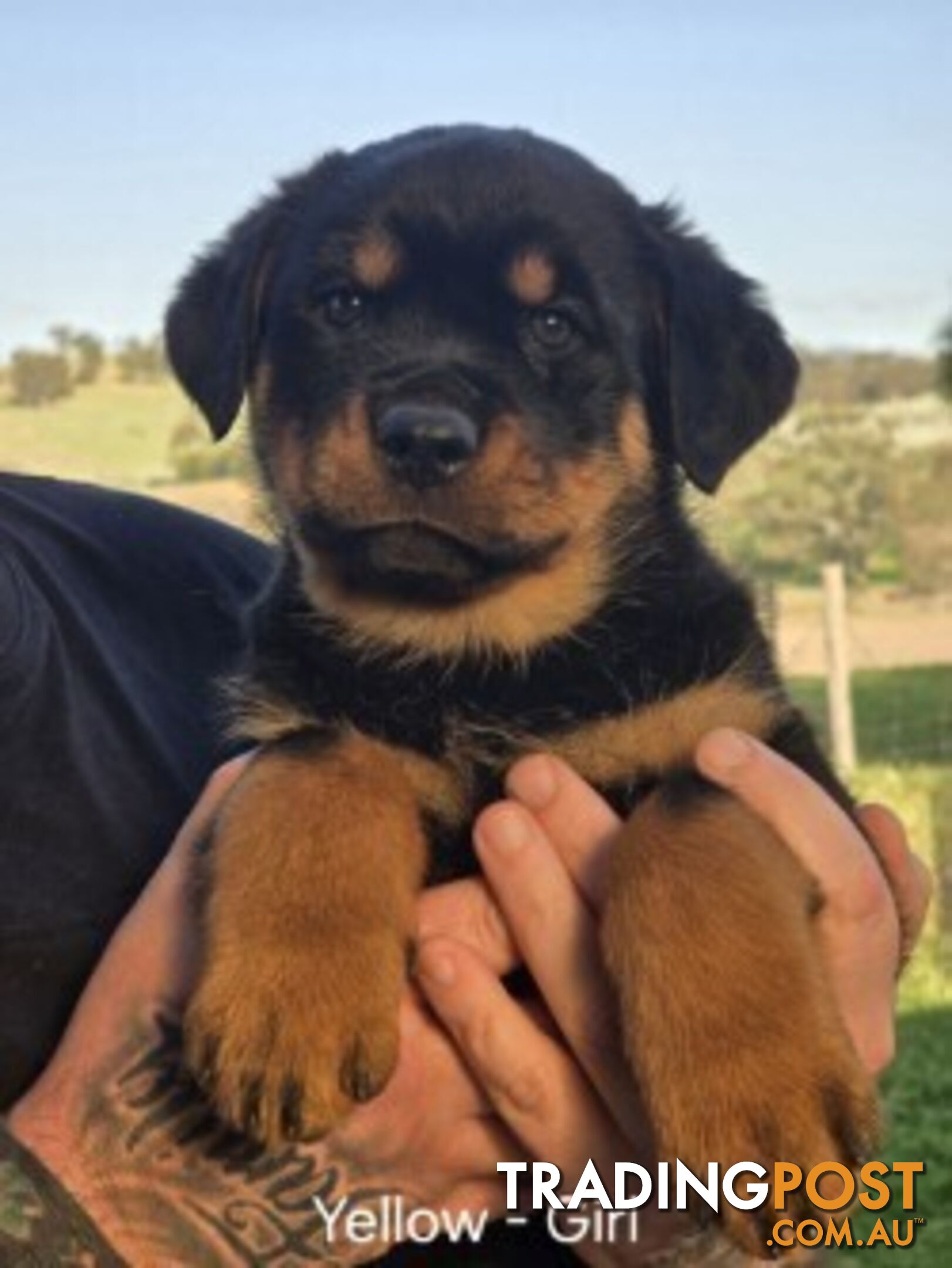 Purebred German Rottweiler Puppies