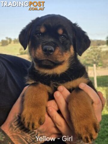 Purebred German Rottweiler Puppies