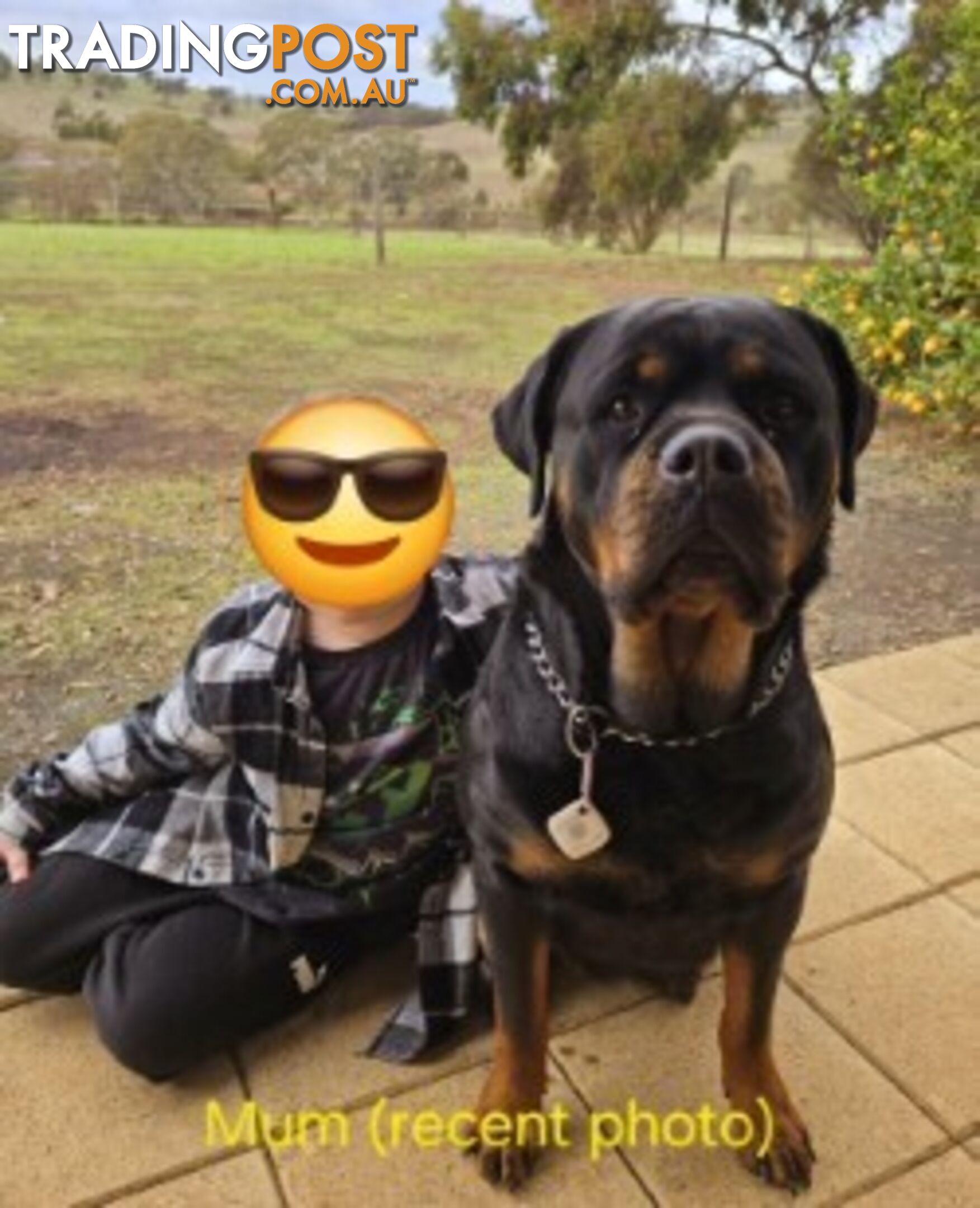 Purebred German Rottweiler Puppies