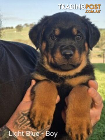 Purebred German Rottweiler Puppies