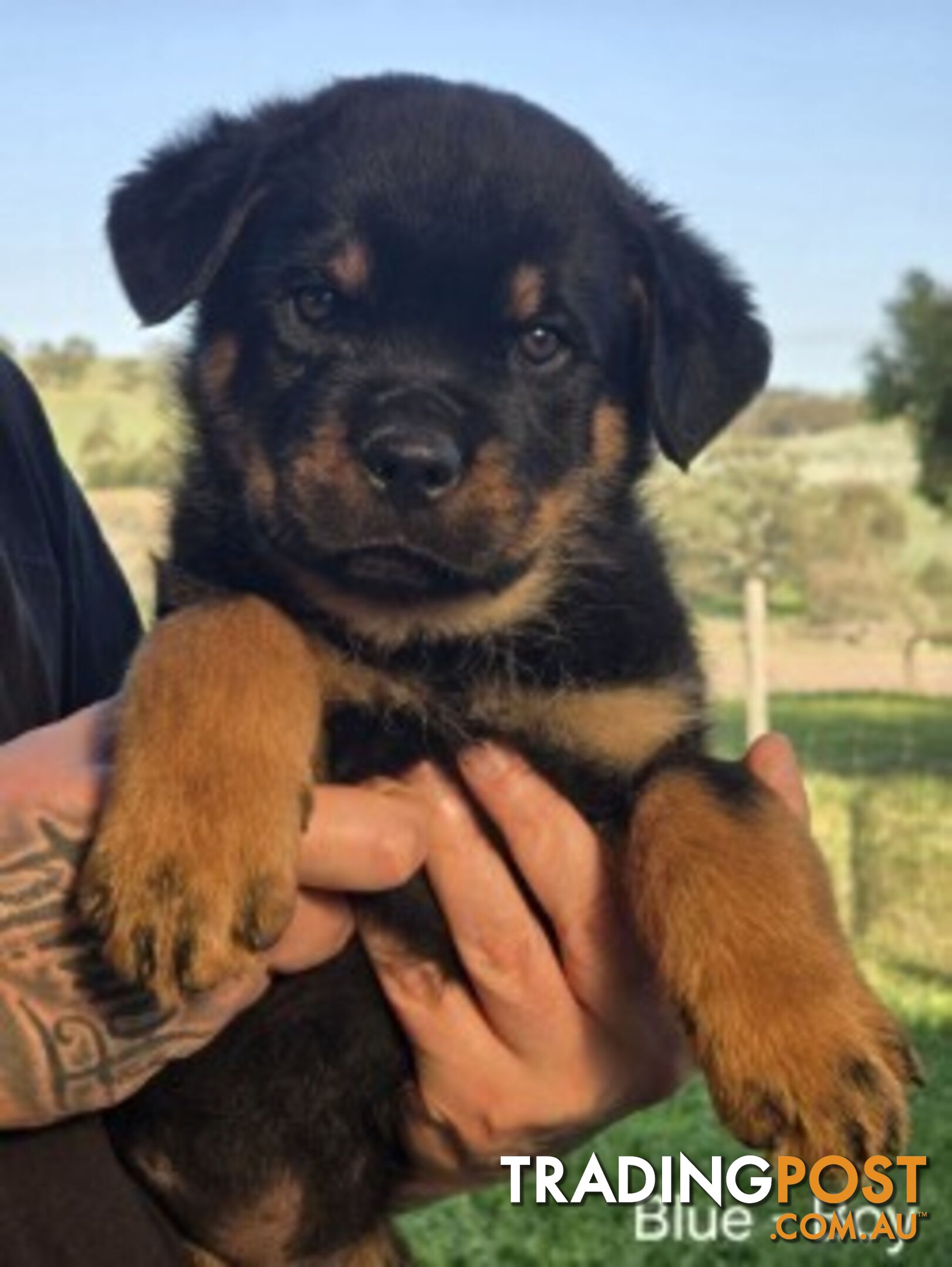 Purebred German Rottweiler Puppies