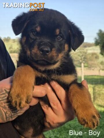 Purebred German Rottweiler Puppies