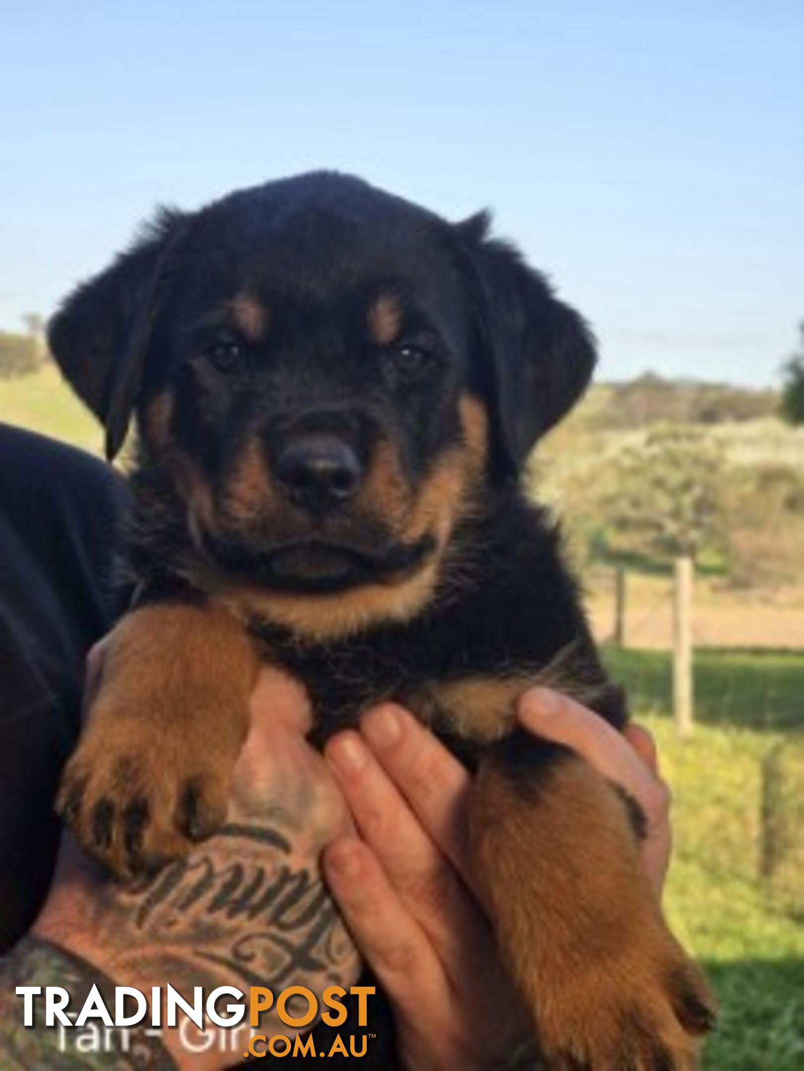 Purebred German Rottweiler Puppies