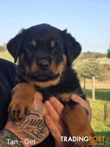 Purebred German Rottweiler Puppies