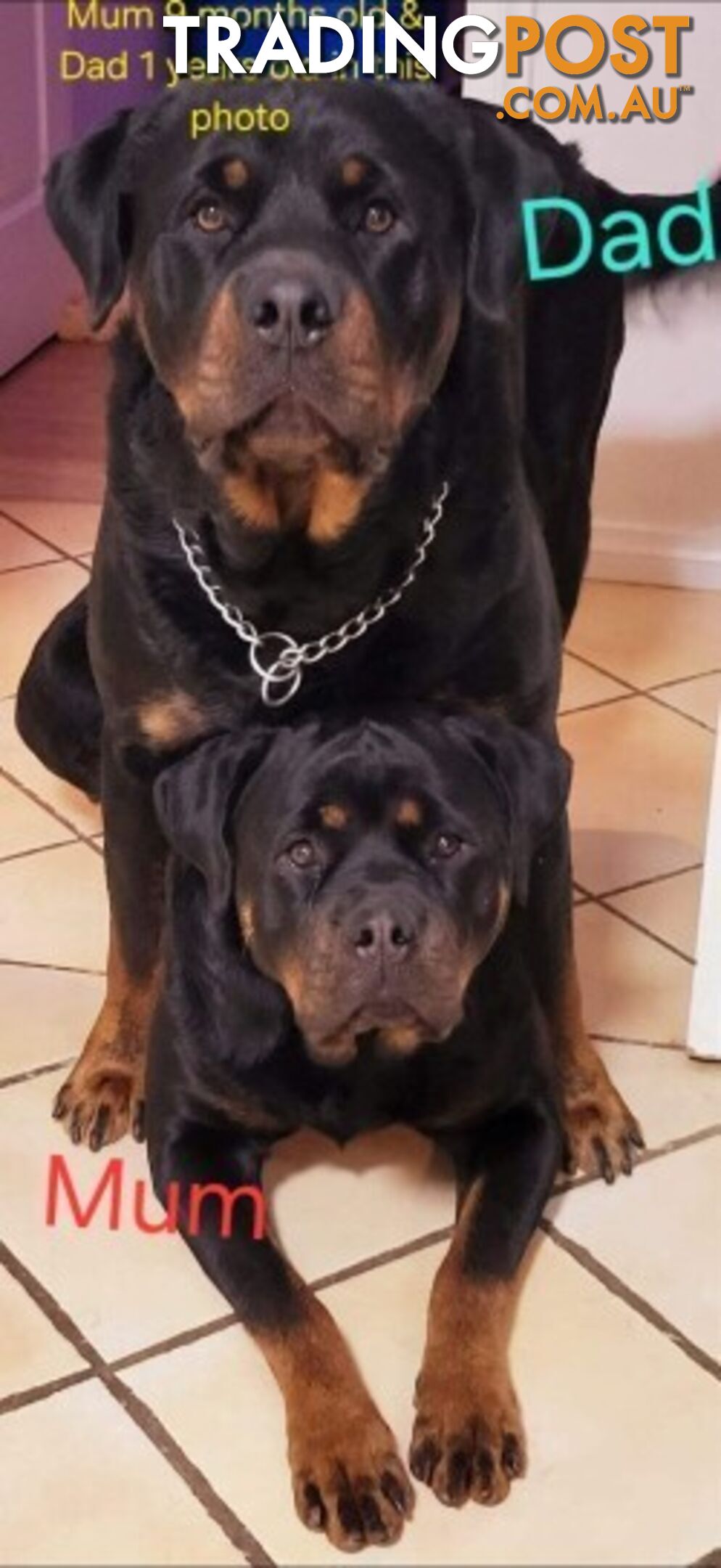 Purebred German Rottweiler Puppies