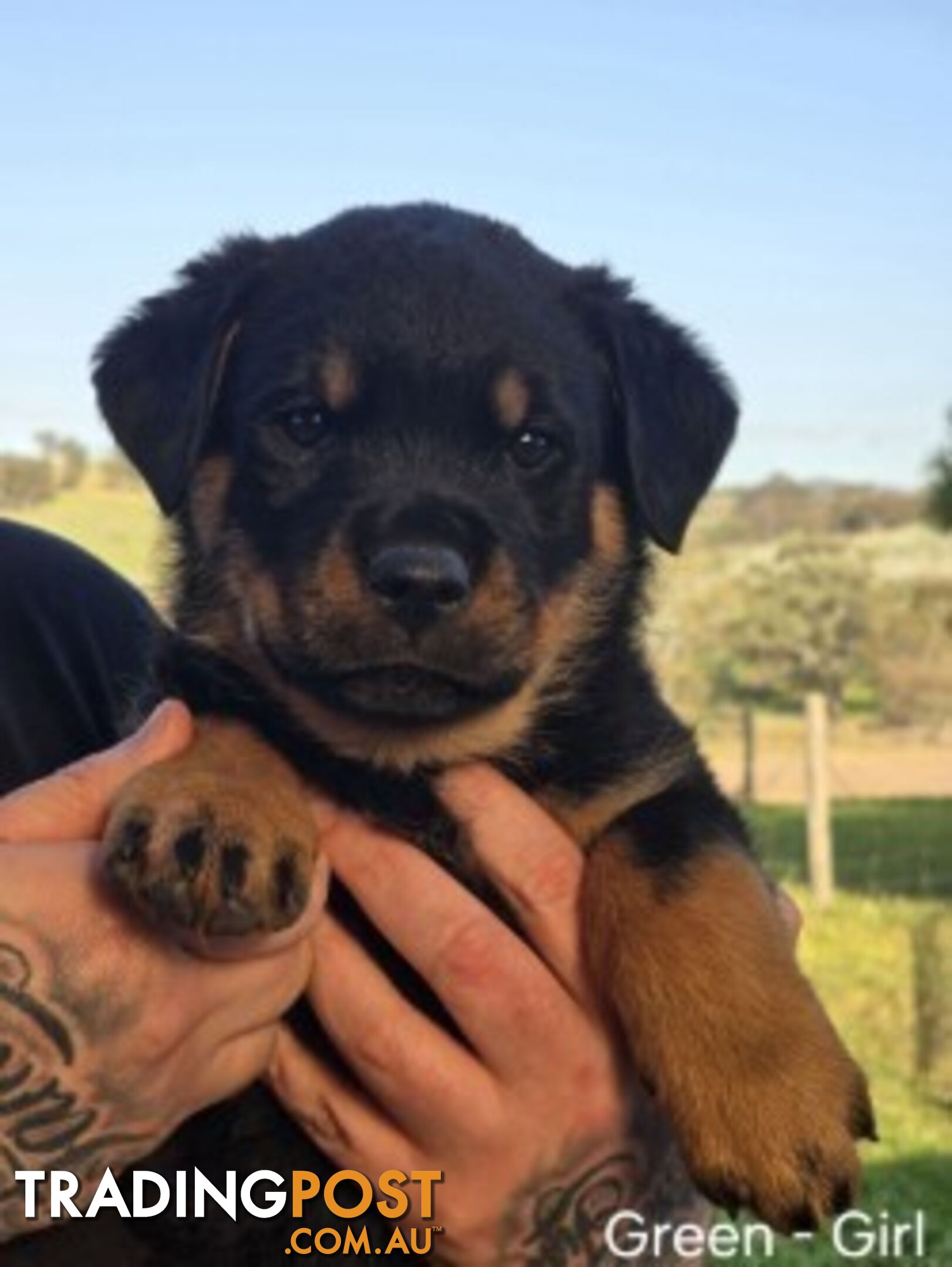 Purebred German Rottweiler Puppies