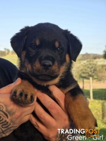 Purebred German Rottweiler Puppies