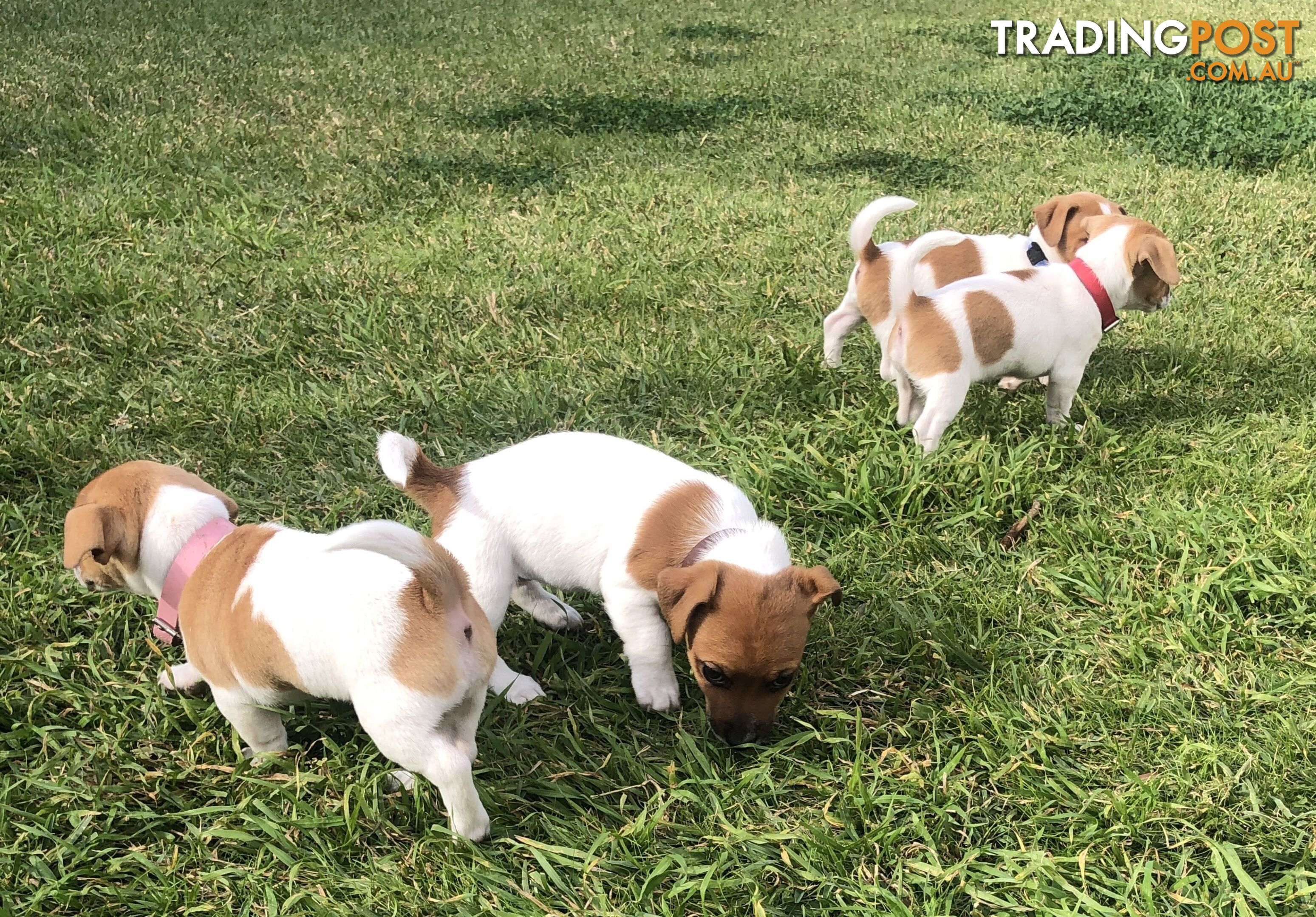 Jack Russell Pure Breed Puppies
