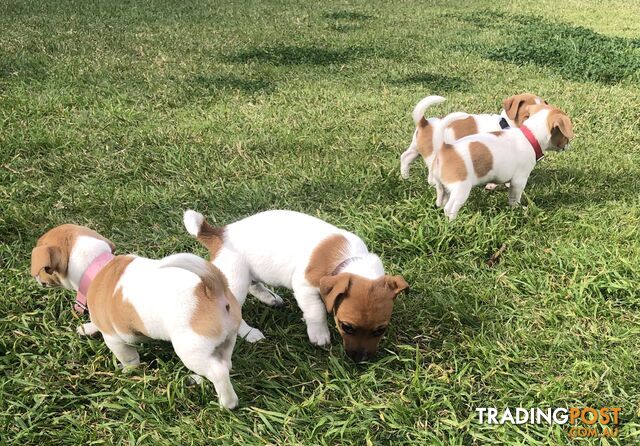 Jack Russell Pure Breed Puppies