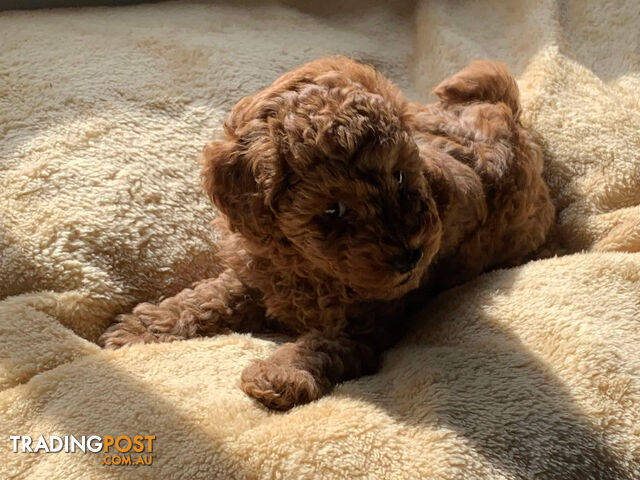 Pure Bred Toy Poodle Puppies___ALL SOLD