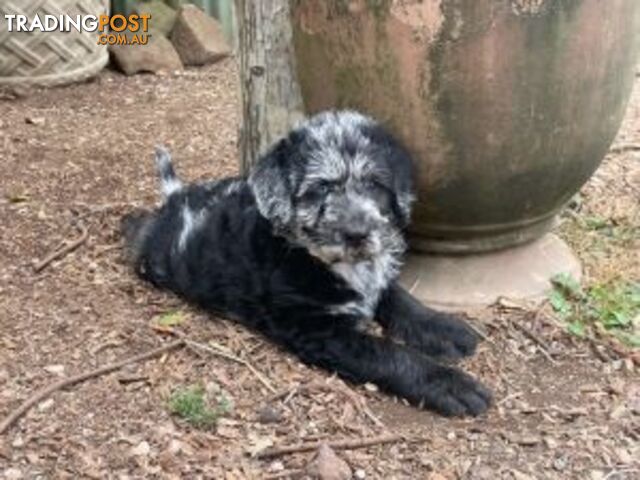 Absolutely gorgeous Labradoodle Puppies