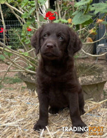 Absolutely gorgeous Labradoodle Puppies