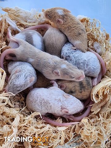 Fancy mice for sale
