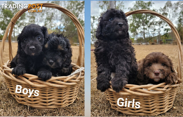 Four Beautiful Cavoodle Puppies (F2)